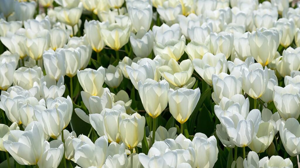 Botanic Garden - close up of white tulips