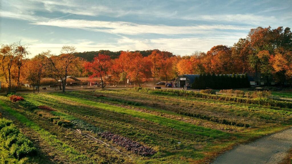 Queens County Farm, farm house, field and trees with autumn-colored leaves